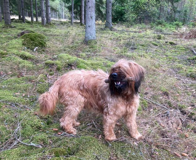 Gandalfs gallery site